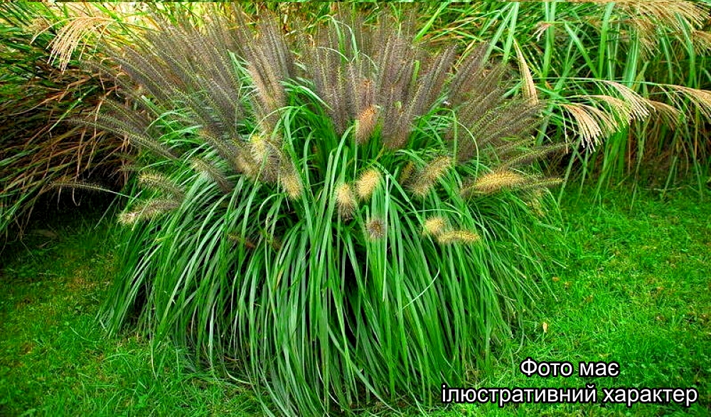 Пенісетум лисохвостий "Мондрі", Pennisetum alopecuroides 'Mondri' С3