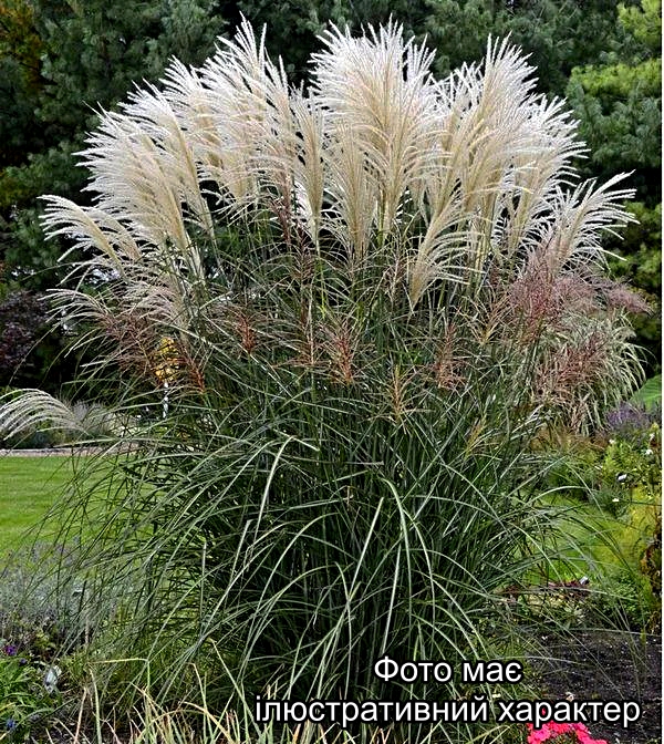 Міскантус китайський "Сайбер Фідер", Miscanthus sinensis Siber Feder С3