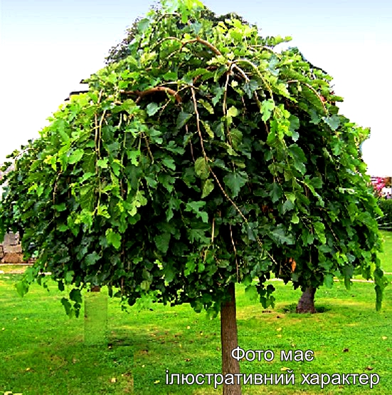 Шовковиця біла "Пендула", Morus Alba Pendula С25, H200-250, обх10-12