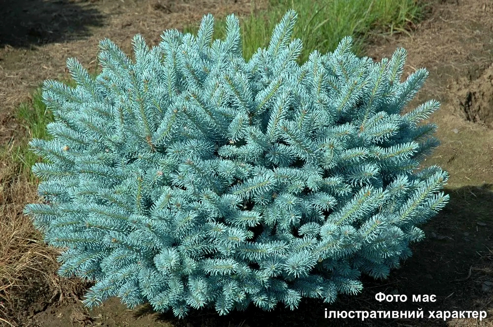 Ялина колюча Глаука Компакта, Picea pungens Glauca Compacta С20 W50/60