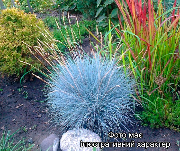 Овсяниця, Festuca Р9