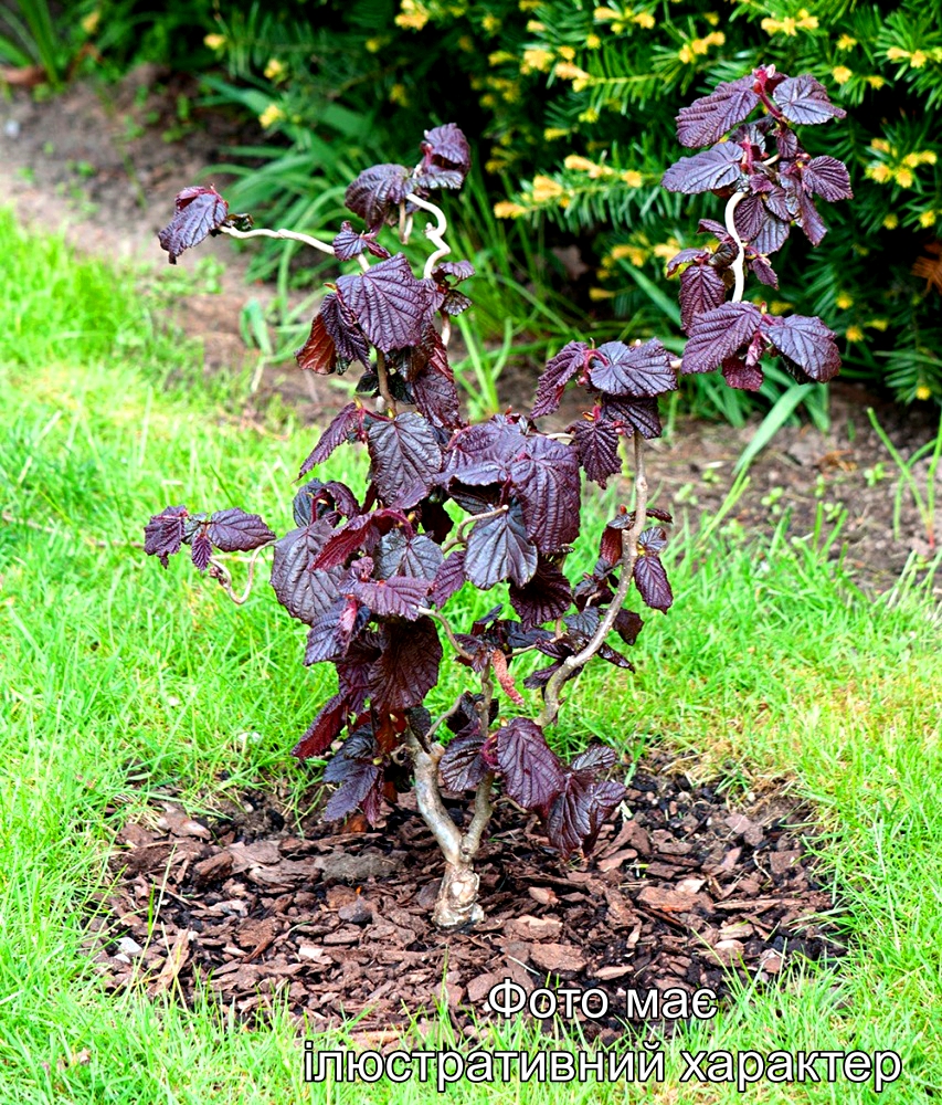 Ліщина Ред Маджестік, Corylus avellana Red Majestic C5, Н100+