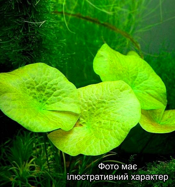 Німфея гландуліфера Nymphaea glandulifera Р9