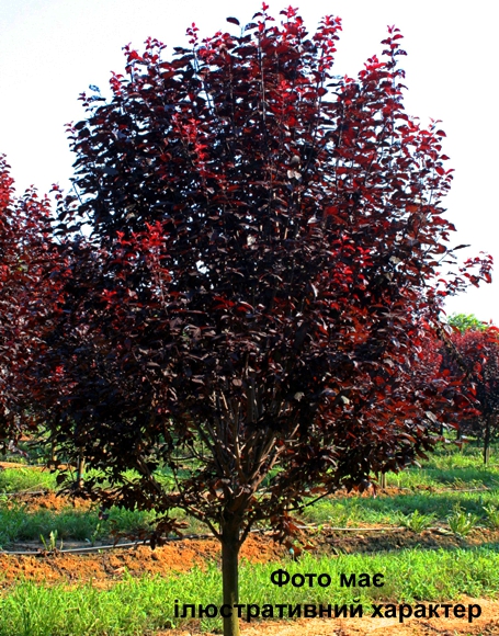 Слива розчепірена 'Піссарді', Prunus cerasifera 'Pissardii' С15 Ра100/110