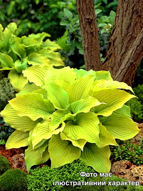 Хоста 'П'єдмонт Голд", Hosta 'Piedmont Gold' С3 Н50
