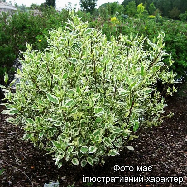 Дерен білий "Елегантіссіма", Cornus alba 'Elegantissima' С5 Н70/80