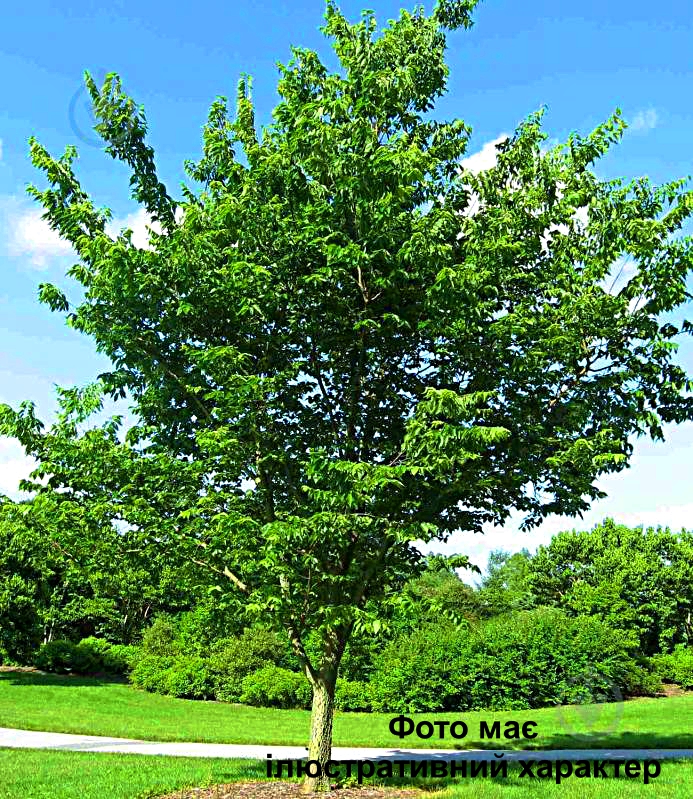 Залізне Дерево, Lignum vitae C20 H250+