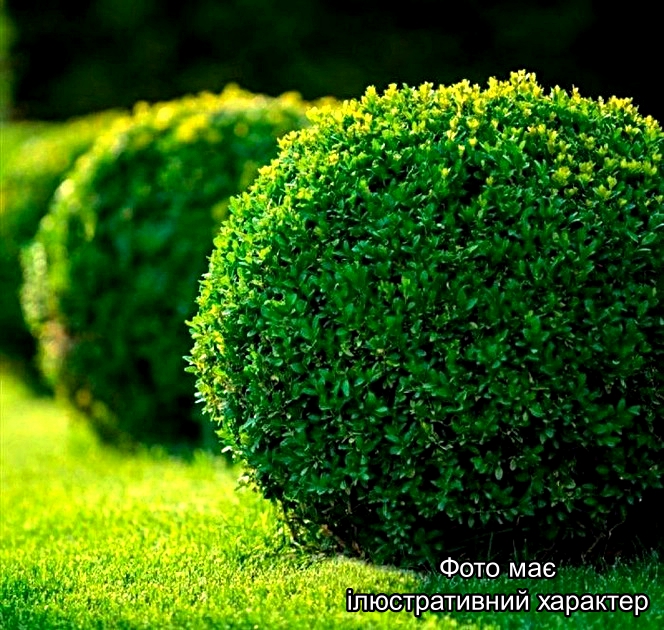 Самшит вічнозелений ( у формі КУЛІ ), Buxus sempervirens C35 D70