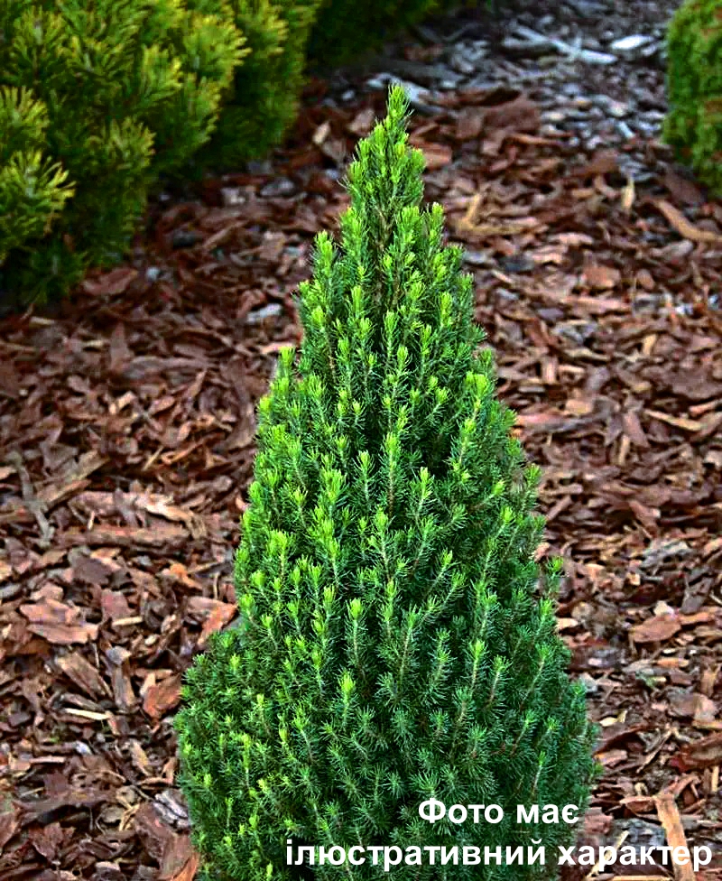 Ялина канадська сиза "Цукерхут", Picea glauca "Zuckerhut" C3, H40-50