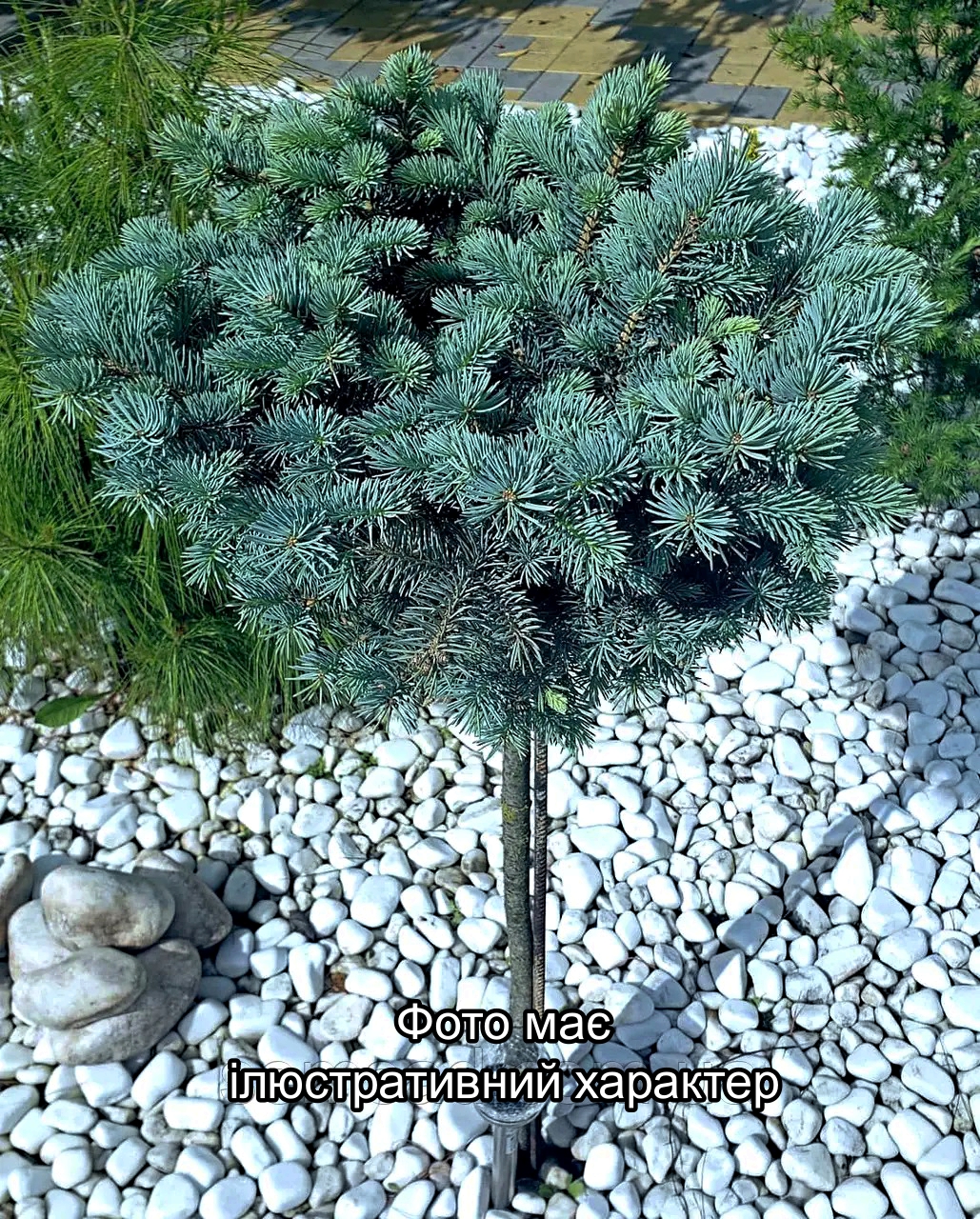 Ялина колюча Глаука Компакта ( НА ШТАМБІ ), Picea pungens Glauca Compacta C10, Pa80+