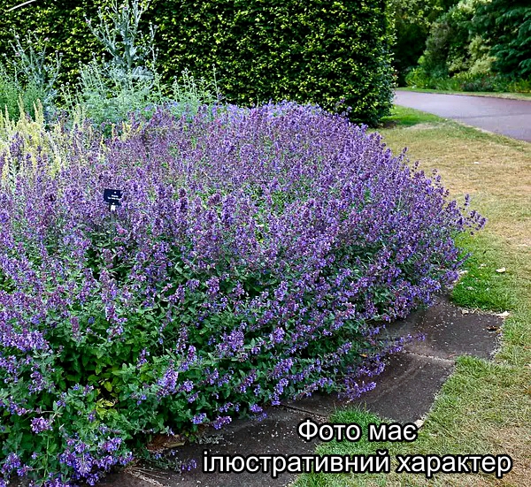 Котовник фассена, Nepeta faassenii С3