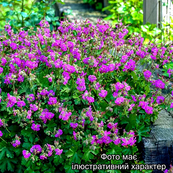 Герань кантабрійська 'Кембридж', Geranium cantabrigiense C5