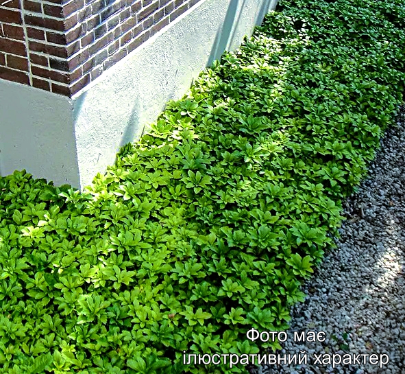 Пахісандра "Грін Карпет", Pachysandra "Green Carpet" ( C3 )