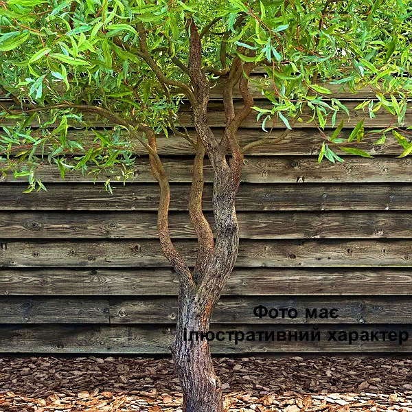 Верба вавілонська 'Тортуоза', Salix babylonica 'Tortuosa' C15 H180+