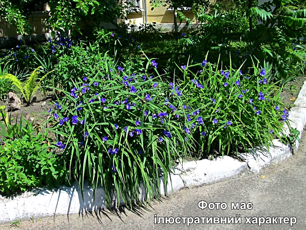 Традесканція 'Блю Стоун', Tradescanthia 'Blue Stone' C3