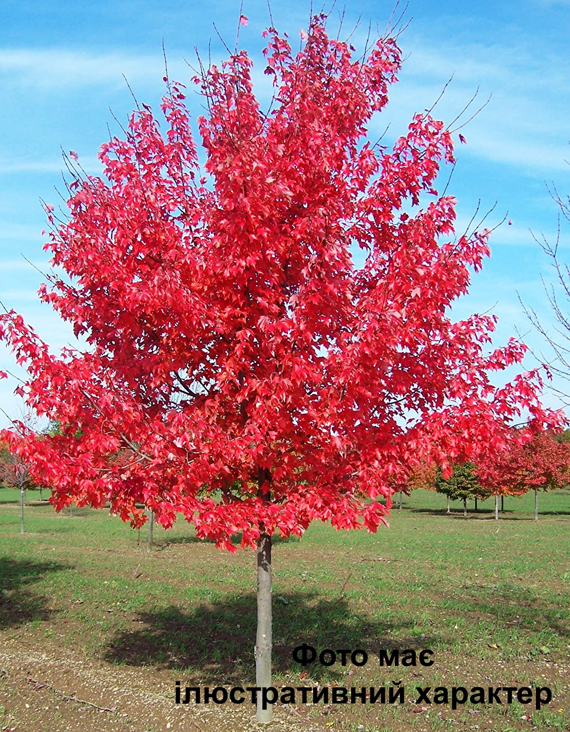 Клен червоний, Acer rubrum C35, H220+ - Зображення 2