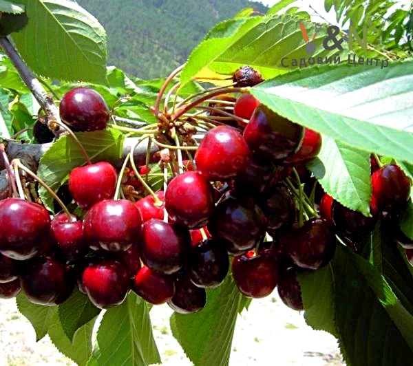 Чудо Вишня "Дюк", Prunus cerasus Cherry Miracle C10, Н150-170