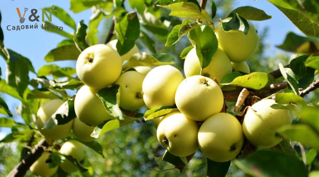 Яблуня 'Білий Налив', Malus 'Belyy naliv' (голий корінь)