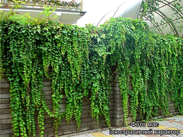 Плющ звичайний, Hedera helix C2, Н100+