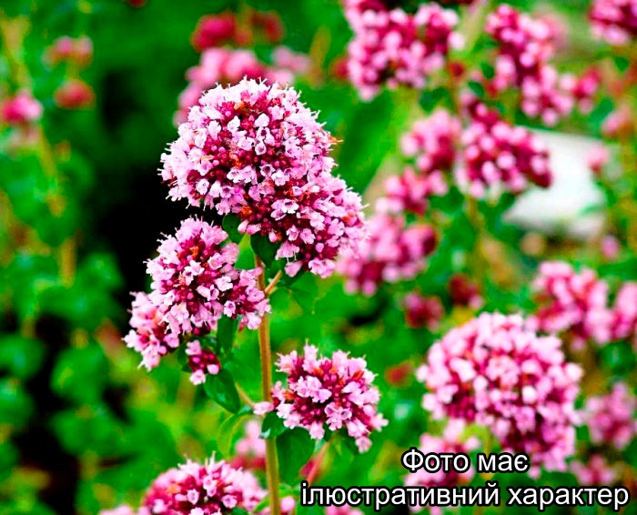 Орегано звичайна, Origanum vulgare C7,5