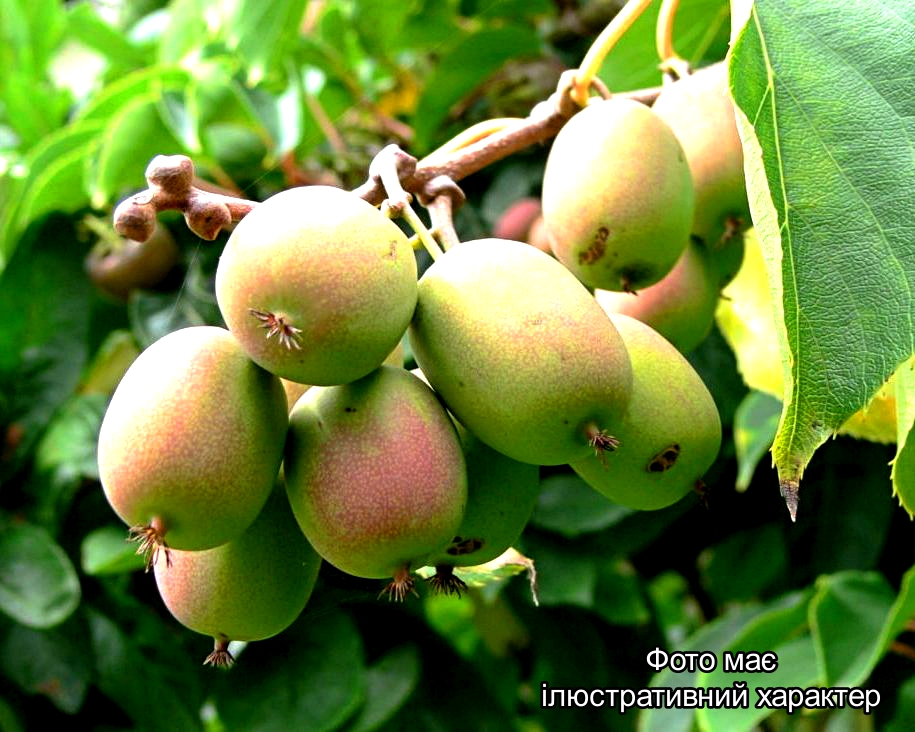 Актинідія аргута (жіноча), Actinidia arguta С7.5 Н130+