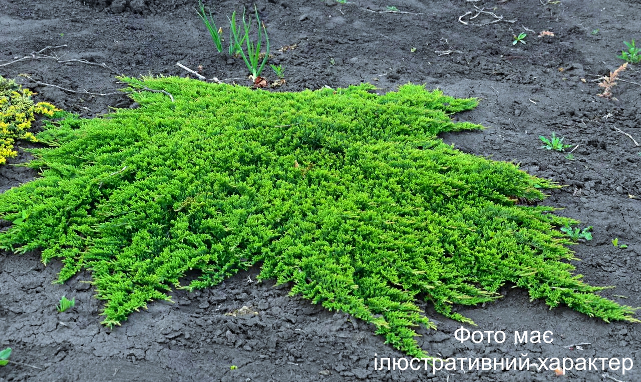 Ялівець горизонтальний 'Принц Уельський', Juniperus horizontalis "Prince of Wales" С7.5 W30/40 - Зображення 3