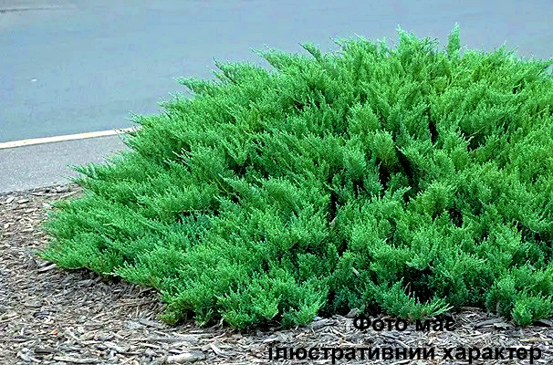 Ялівець козацький 'Тамарісцифолія', Juniperus sabina 'Tamariscifolia' С3 W25/30