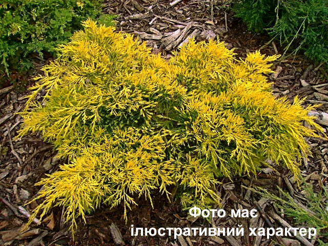 Ялівець середній "Кінг оф Спрінг", Juniperus x media 'King of Spring' С10 W60/70 - Зображення 2