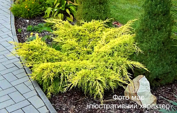 Ялівець прибережний "Олл Голд", Juniperus conferta All Gold ( C5, Н30-40 )