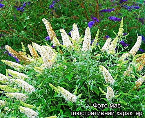 Буддлея Давида 'Вайт Бол', Buddleja davidii 'White Ball' С15 - Зображення 2