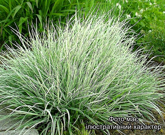 Райграс високий 'Вар'єгатум', Arrhenatherum elatius 'Variegatum' C5