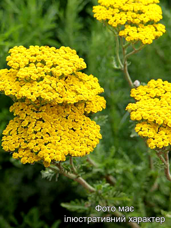Ахілея, Achillea vulgaris C2