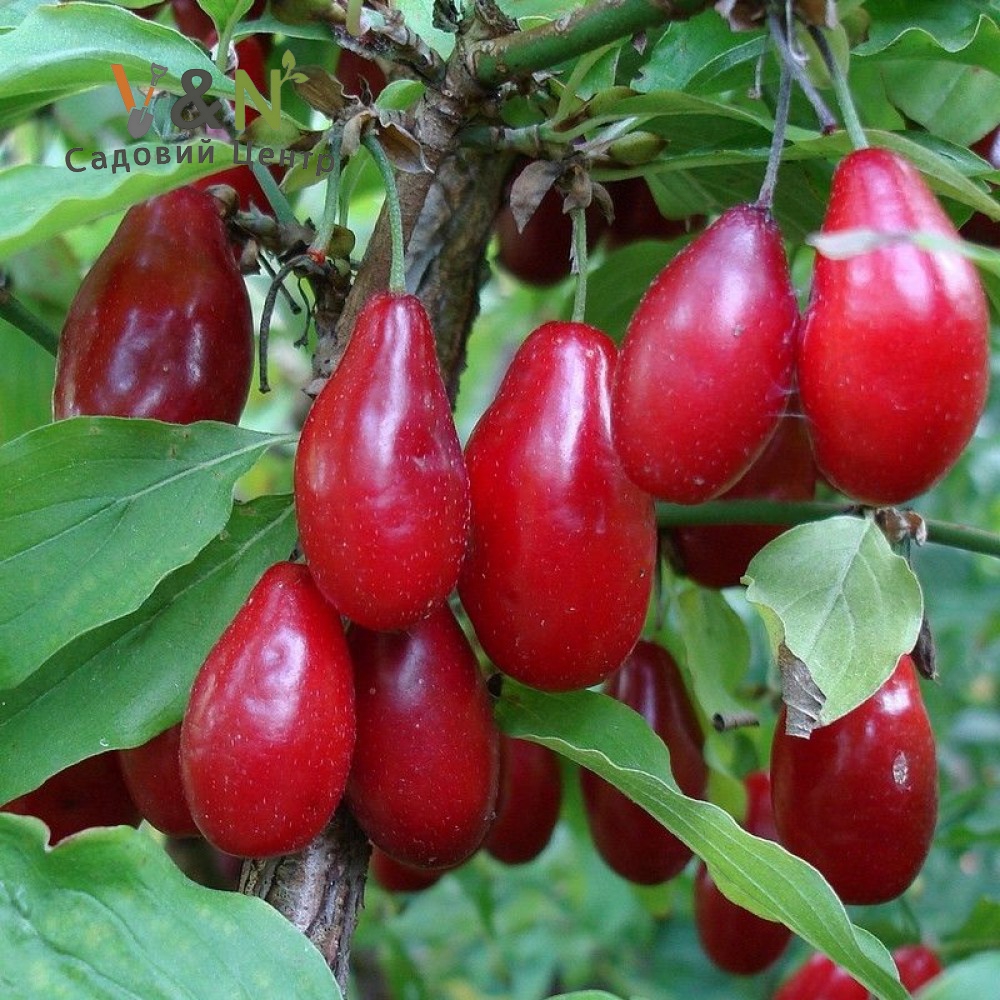 Кизил, Cornus mas C7.5, С5 H60