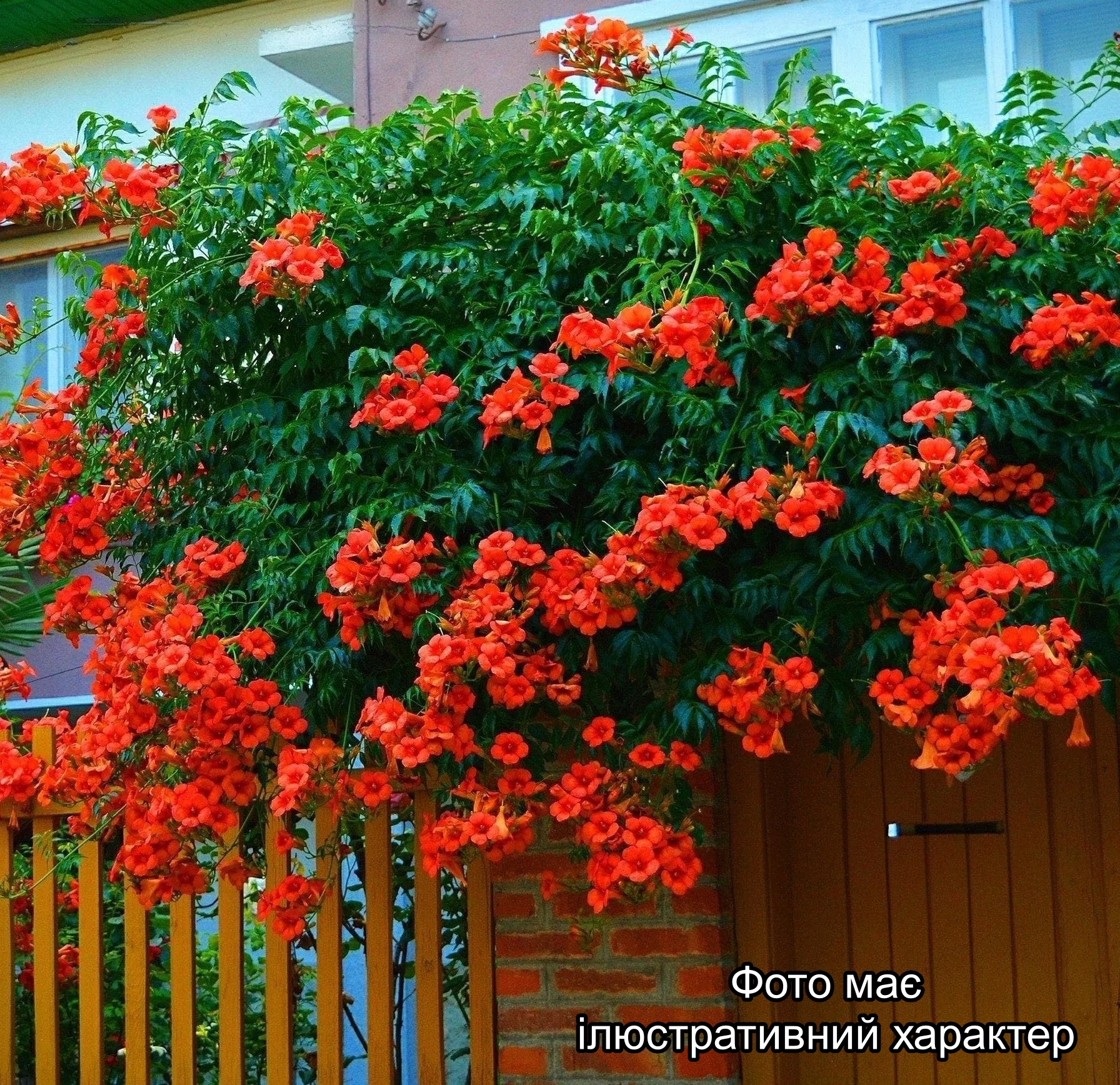 Кампсіс, Campsis C7.5