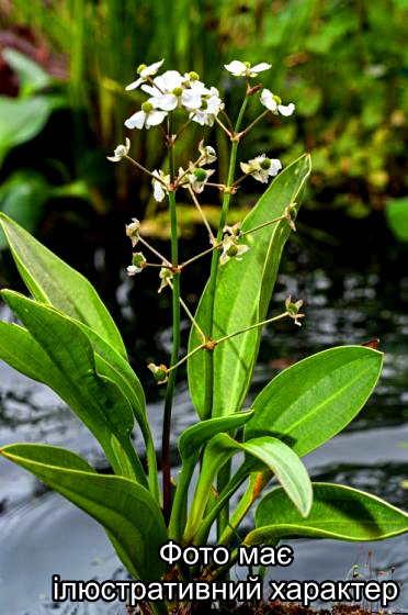 Стрелолист плавающий, Sagittaria graminea Р9