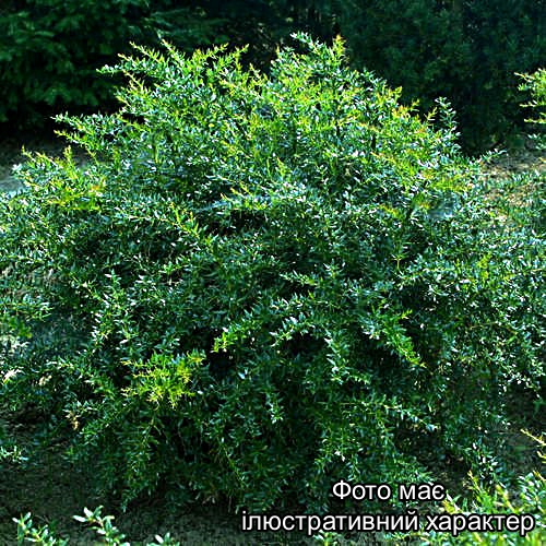 Барбарис фриката Амстелвен, Berberis frikartii Amstelveen C5 H50+