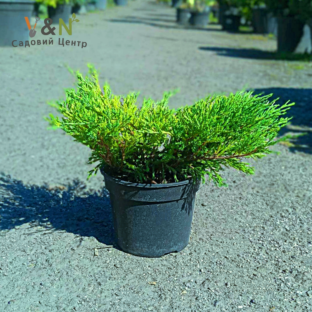 Ялівець горизонтальний "Андорра Компакт", juniperus horizontalis Andorra compact С3 W40