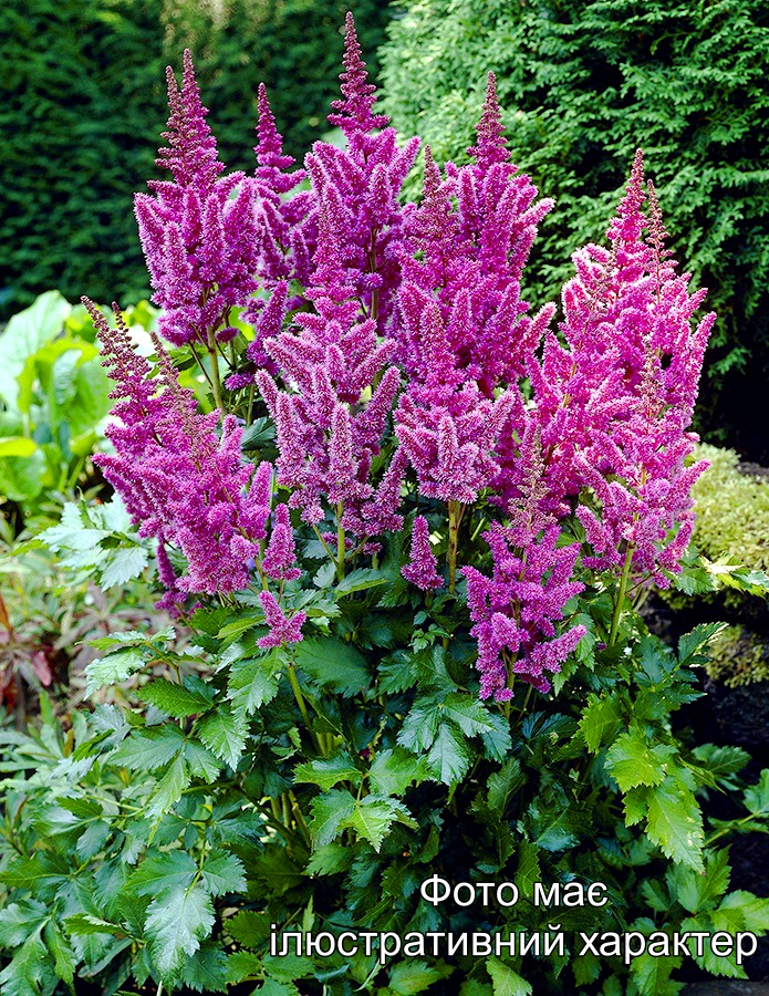 Астільба китайська "Суперба", Astilbe chinensis Superba C3
