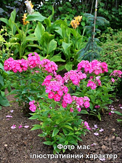 Флокс мітлоподібний 'Бамбіні Прімадонна', Phlox paniculata 'Bambini Primadonna' C2