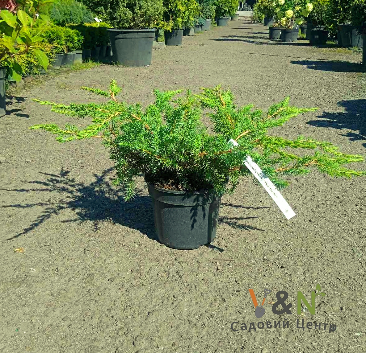 Ялівець прибережний "Блю Пацифік", Juniperus conferta Blue Pacific С7.5 W40/50
