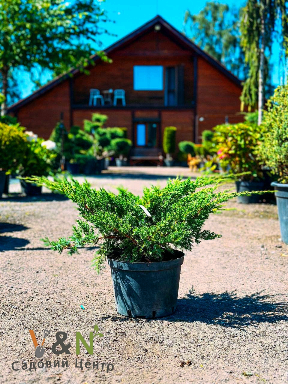 Ялівець лускатий 'Блю Свід', Juniperus squamata Blue Swede С7.5