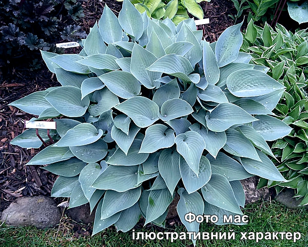 Хоста 'Блю Даймонд', Hosta 'Blue Diamond' С3 Н50