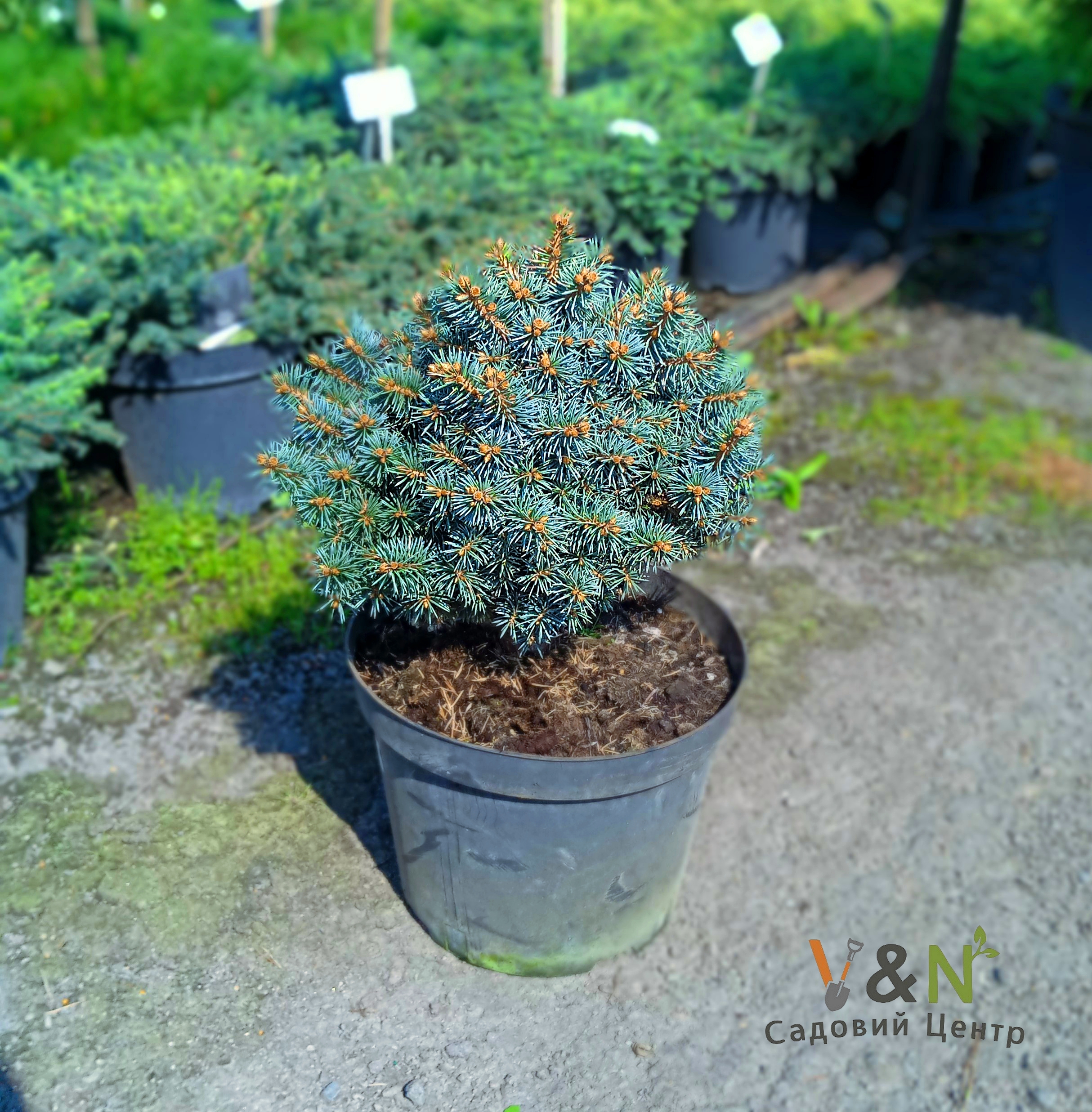 Ялина колюча Брайнек, Picea pungens Brynek C10, D30-40