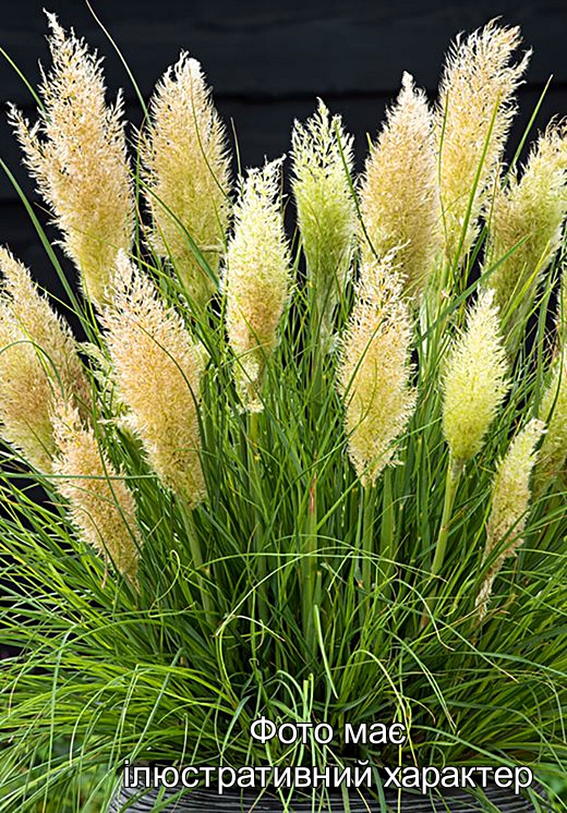 Кортадерія селло "Tiny Pampa", Cortaderia selloana TINY PAMPA С2 - Зображення 2
