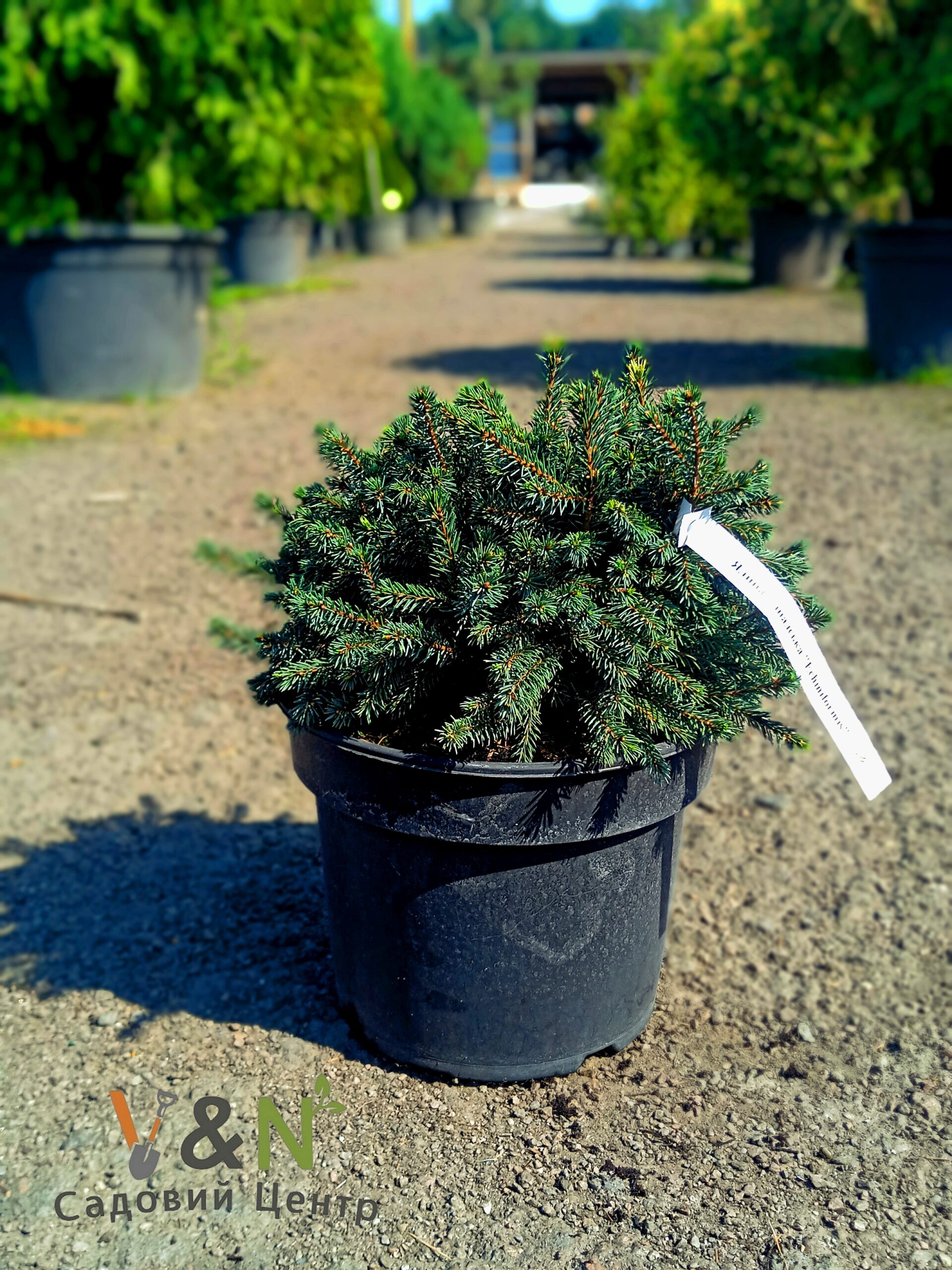 Ялина канадська "Глаука Ехініформіс", Picea glauca "Echiniformis" C7.5, D25-30