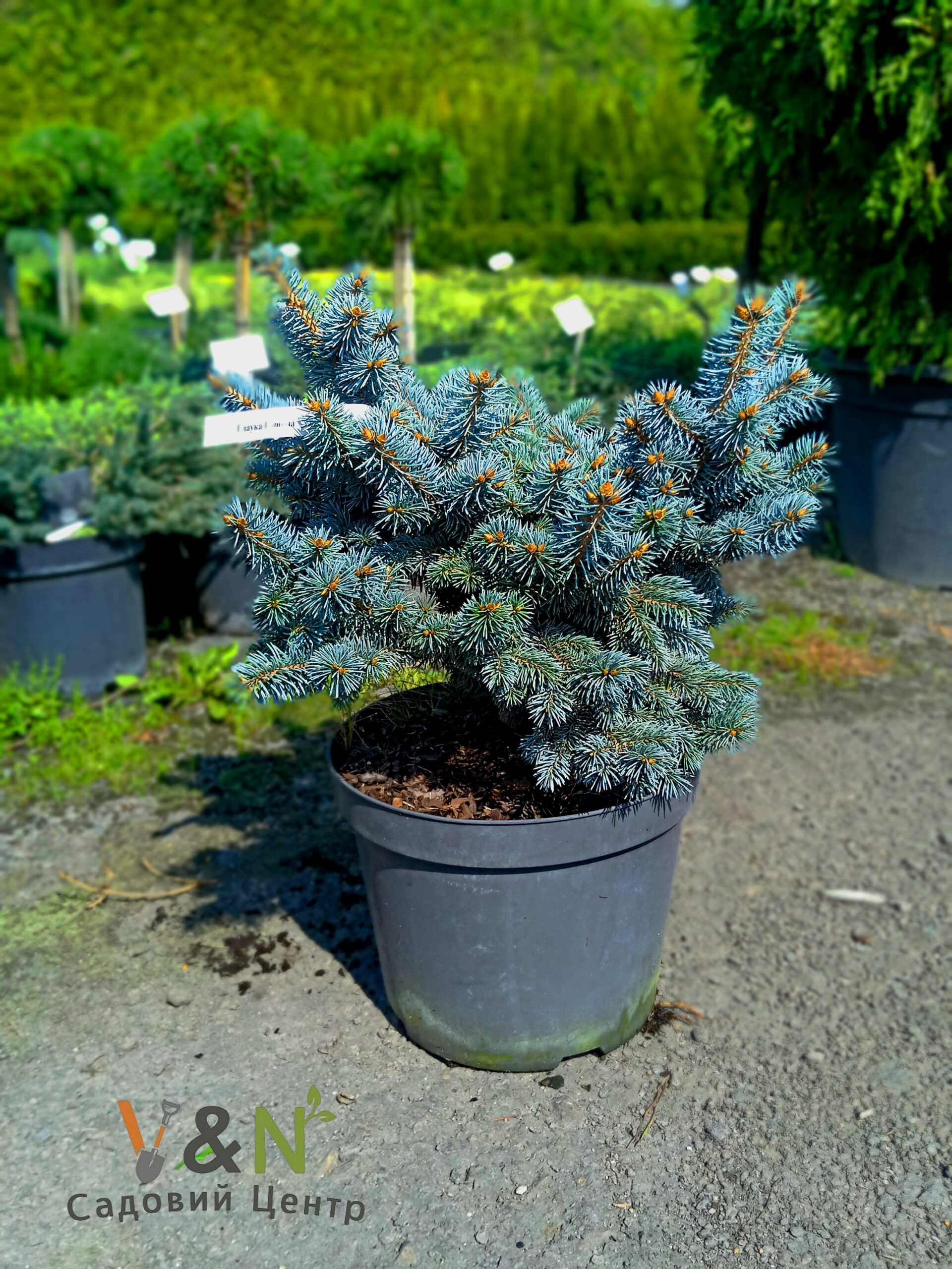 Ялина Колюча ‘Глаука Глобоза’ Picea Opuntia 'Glauco Globosa' С5 Н40/50