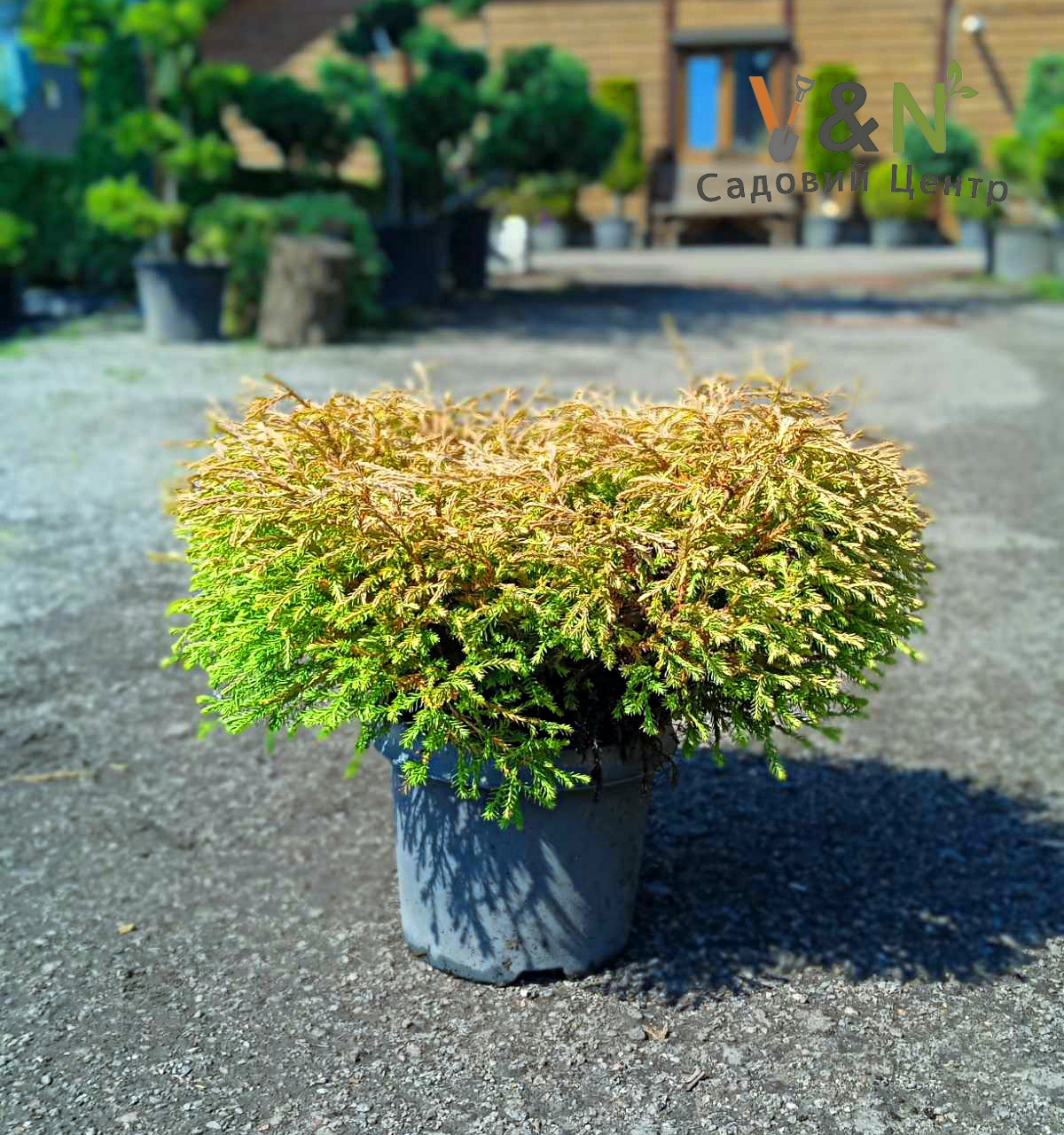 Туя західна "Голден Таффет", Thuja occidentalis Golden Tuffet C7, W35