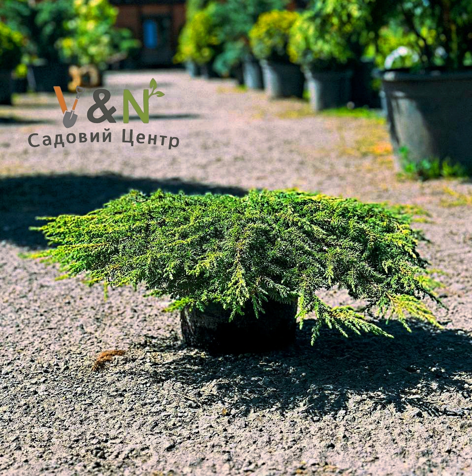 Ялівець звичайний "Грін Карпет", Juniperus communis Green Carpet С5 W30/40