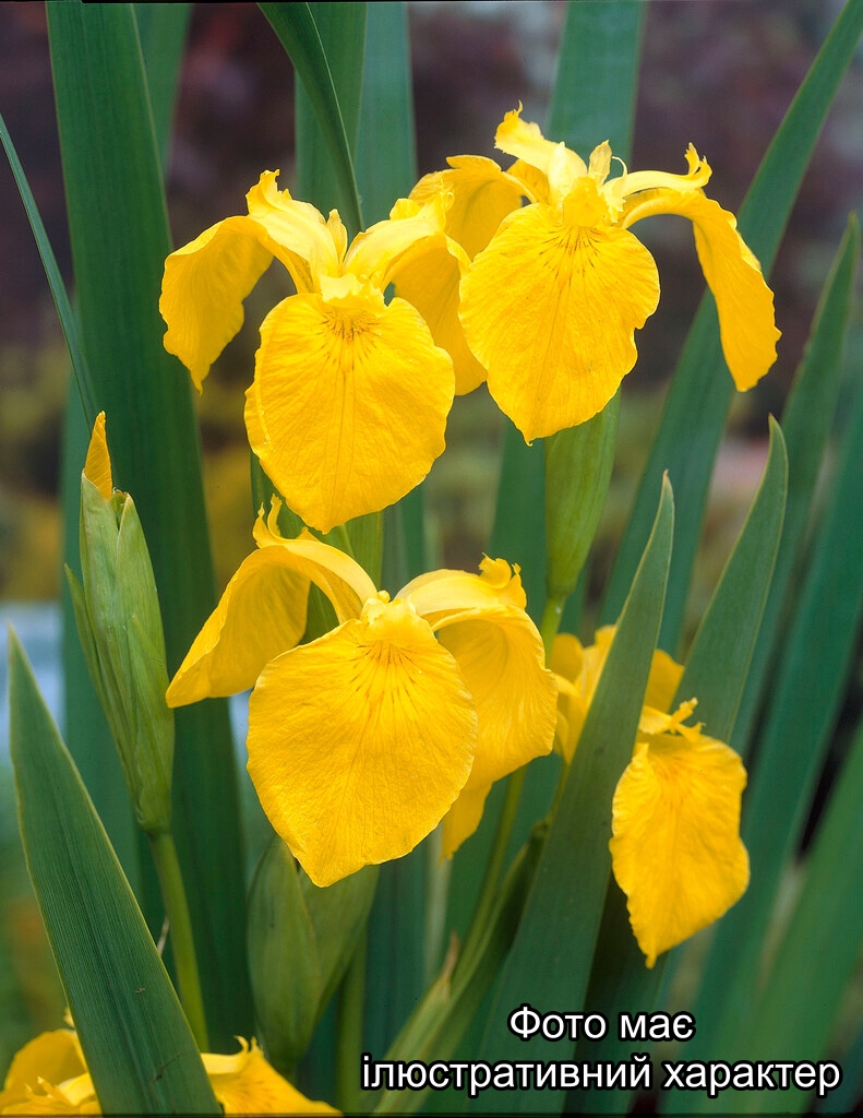 Ірис водний жовтий, Iris C7.5