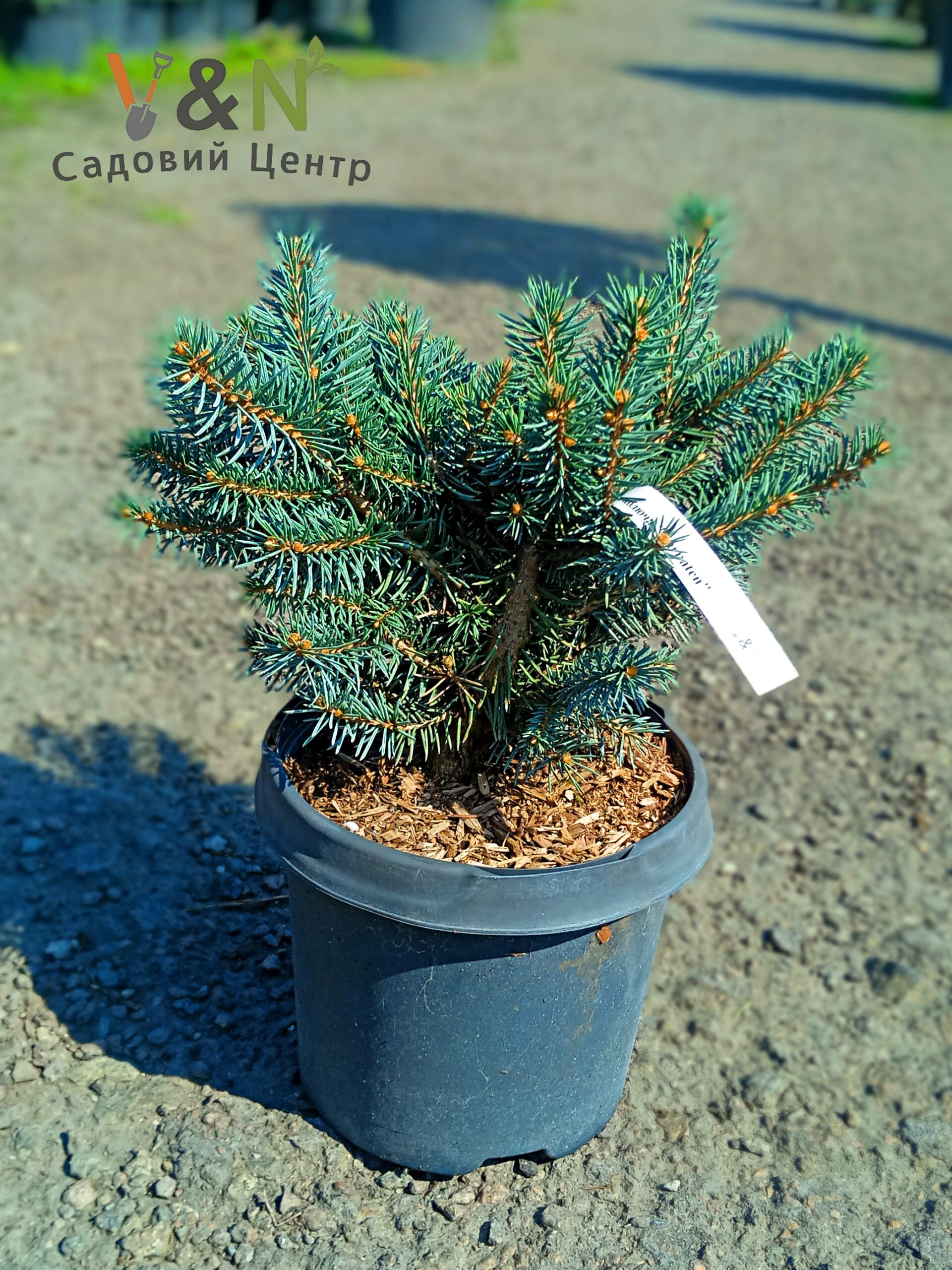 Ялина колюча "Карпатен", Picea pungens Oldenburg С3 Н30/35
